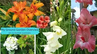 My Ground Garden Overview in Summer || Indian Garden Overview in Gov.Residence|| Fahmida's Gardening