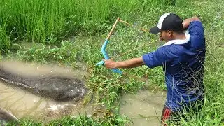 WOW! Amazing Man Shoot Fish Using Bowfishing In The Farm - Cambodian Shoot Fish Using Bowfishing