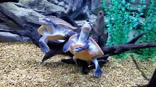 Pink Belly Side Neck Turtles