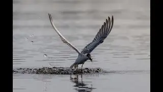 Whiskered Tern
