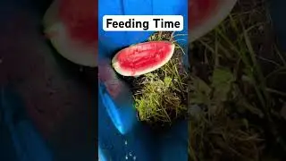 Worm Food