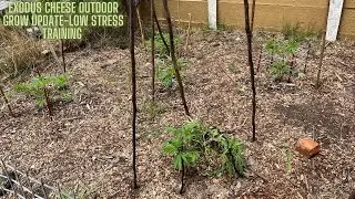 Exodus Cheese-Outdoor Grow-A How To series: Low Stress Training In 4K