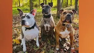 Doggone Weather: Meet Nugget, Kobe and Meatball
