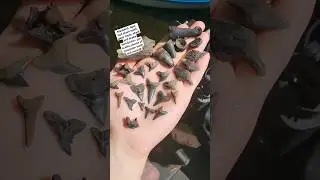 Finding Florida Fossils #mackerelshark #Floridafossils #sharkteeth #fyp