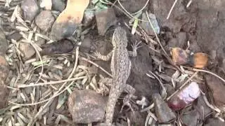 Ornate Tree Lizard Release