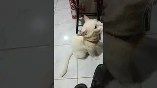 Eye to Eye Contact & Eat Food Pillets &hearts;️🥰😺