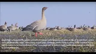 Pinkfooted goose calling, making your calling sound more natural- UK Wildfowling