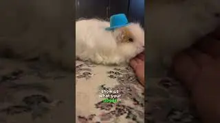 Cutest, guinea pig in the world! 🌎 #pet #funny #relatable #comedyvideos