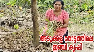 അടുക്കളത്തോട്ടം എന്നെ അത്ഭുതപ്പെടുത്തി#creativelifeskills #kitchenideas #farming#krshi