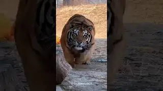Почему тигры &mdash; самые опасные хищники 🔥 🐯