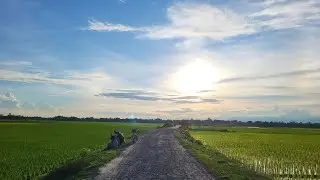 Beautiful evening view// paddy fields ☺️💓