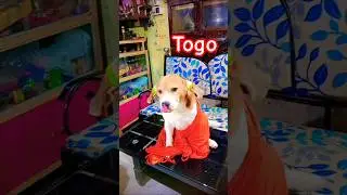 viral video/Beagle Dog Togo 🐶&hearts;️#shorts #dog #doglover #puppy #galiffstreet #mustwatch #republicday