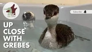 Recovery journey of 3 horned grebes | Check up, feeding & release