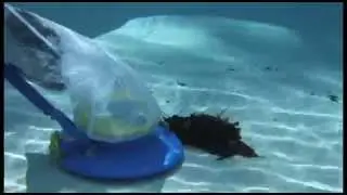 Pool Blaster Leaf Vac