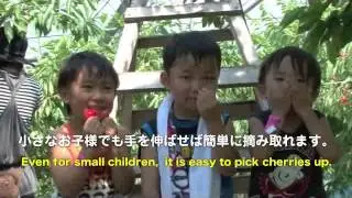 さくらんぼ狩り2013PV【大橋さくらんぼ園】　采摘櫻桃 Cherry Picking 체리따기