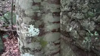 The Coach-Wood Tree. ( Ceratopetalum Apetalum )