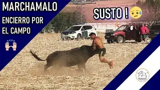 👀ПУГАЙТЕ 😱!!🔥ОПАСНЫЙ БЫК БЕЖИТ ПО СЕЛЬСКОЙ МЕСТНОСТИ 🌾 МАРЧАМАЛО
