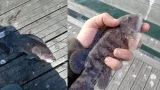 Western Long Island Fall Blackfish Fishing (Jones Beach)