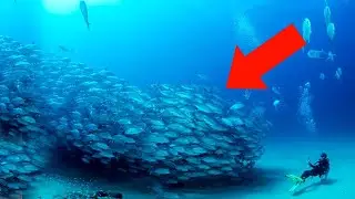 10 Феноменов Животных, Которые не Может Обьяснить Наука
