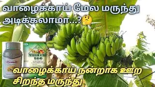 Best medicine for soaking banana | Banana yield booster |#Godrejdouble #13045 #bananatree #vazhai...