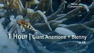 Blenny & Giant Anemone | Natural Reef Scene | Mindfulness With Nature