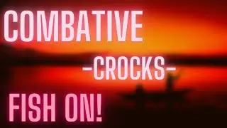 COMBATIVE Crocks!!! Strong PIKE on!