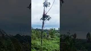 Idolaku 🦜Suara Serindit Memanggil Kayak Gini Paling Saya Suka Gaaiiss ✨✨🌟🌟🤩🤩