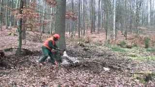 Praca w lesie - ścinka drzewa
