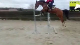 7-jarig springpaard