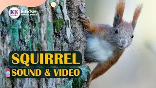 Squirrel, Squirrel Sounds, Squirrel Sound Effect, Squirrel Call, Real squirrel sound, and video