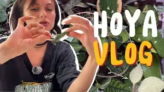 🌿Хойя Влог - ✨Обзор новинок в моей коллекции🌿