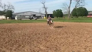 3 yo Barrel Futurity Prospect
