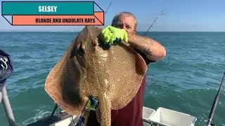 Selsey blonde and undulate rays