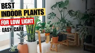 Best Indoor Plants for Low Light, Clean Air, and Easy Care