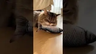Cat Pretending Toy Fish is Real | Relaxing Music & Cute Meows
