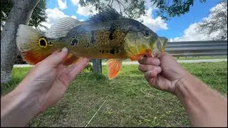 SOUTH FLORIDA PEACOCK BASS FISHING&hellip;