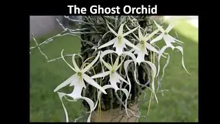 Mastering the Ghost Orchid: Care Tips & Buying Guide | Rare Orchid