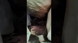 MICRO JUNGLE EXPLORER*(MICRO CAVE-269)