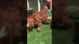 Callum the Irish Setter with My Pet's Knee Brace