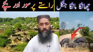 Scenery of Village Block No  1 in Changa Manga Forest | wild boars seen on its way | چھانگا مانگا