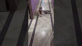 Cute dog ❤️#funny #cute #doglover #pets #ytshorts #shorts #ytviral #trending#love  #dog#shortsviral
