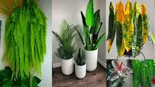 Amazing Indoor plants with large leaves | Best home decor ideas using plants #homedecor
