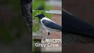 Gray Crow Sound 🐦&zwj; #shorts #crow #sound #raven