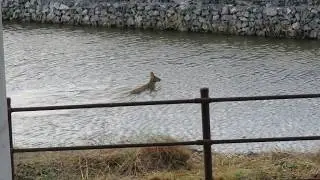This deer in South Korea doesn&rsquo;t drink water.