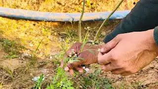 Winter/ Rabi season weeds identification 