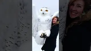AI Majestic Snowy Owl