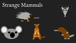 Strange Mammals