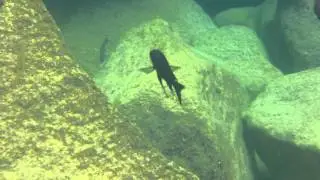 Mvuna Island - O. Boops