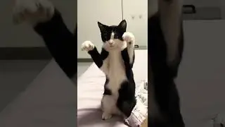 Funny cats moments! №12 2025 #catshow #cats #2025 #fluffyjokes #funnykittens #happytails #kittyhumor