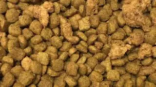 Uncovered Dog Food Causes Indian Meal Moth Infestation